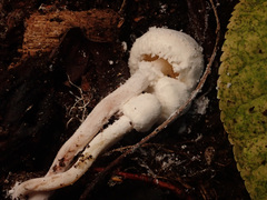 Cystolepiota pulverulenta