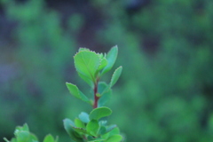 Escallonia illinita