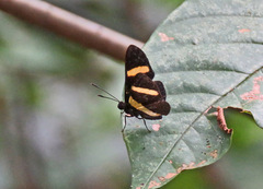 Isapis agyrtus