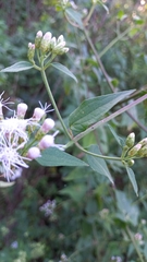 Eupatorieae