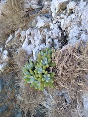 Dudleya