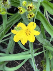 Hypoxis hemerocallidea