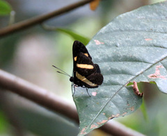 Isapis agyrtus