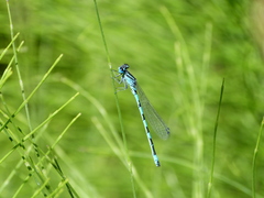 Coenagrion mercuriale