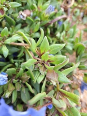 Nolana paradoxa