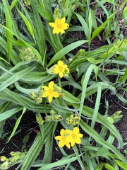 Hypoxis hemerocallidea