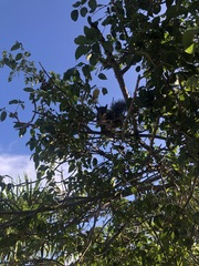 Sciurus yucatanensis