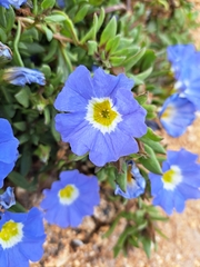 Nolana paradoxa
