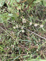 Alternanthera sessilis