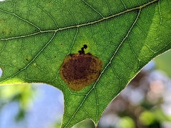 Tischeria quercitella