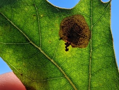 Tischeria quercitella