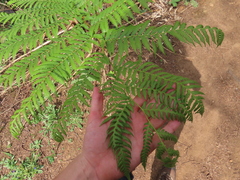 Cyatheales