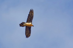 Gypaetus barbatus barbatus