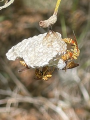 Polistes cubensis