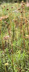 Polytrichum