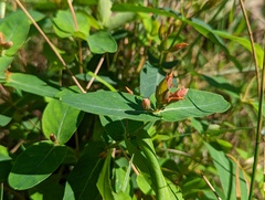 Hypericum virginicum