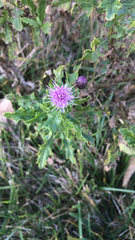 Cirsium arvense