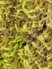 Anomodon viticulosus