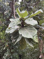 Ficus