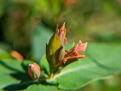 Hypericum virginicum