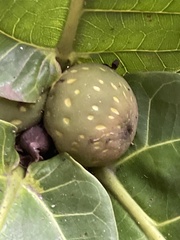 Ficus