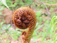 Cyatheales