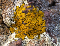Acarospora socialis