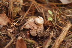 Geastrum rufescens