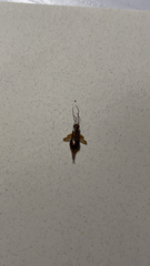 Forficula auricularia
