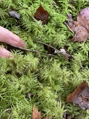 Thuidium tamariscinum