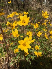 Helianthus porteri