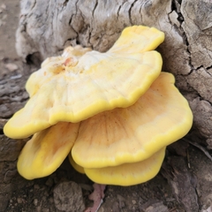 Laetiporus gilbertsonii