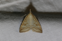 Udea lutealis