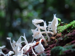 Delicatula integrella