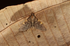 Image of Omiodes simialis