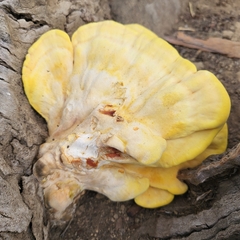 Laetiporus gilbertsonii