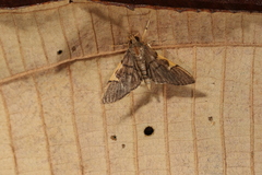 Omiodes simialis
