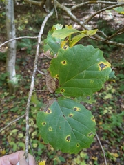 Hamamelis virginiana