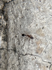 Cardiocondyla mauritanica