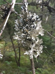 Platismatia tuckermanii