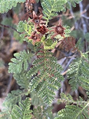Chamaebatia foliolosa