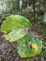 Hamamelis virginiana