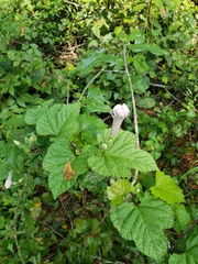Ipomoea macrorhiza