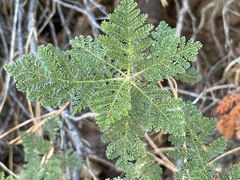 Chamaebatia foliolosa
