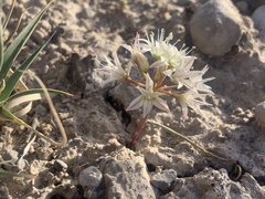 Allium nevadense
