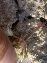 Allium nevadense