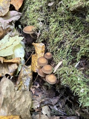 Psathyrella piluliformis