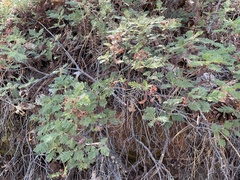 Chamaebatia foliolosa