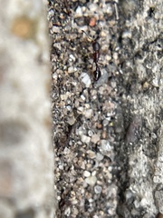 Cardiocondyla mauritanica