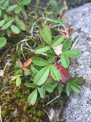 Sibbaldiopsis tridentata